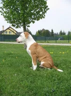 Štěňata am. pitbull teriera registr ADBA
