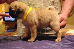 Mops s PP