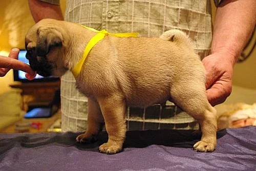 Mops s PP