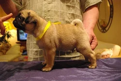 Mops s PP