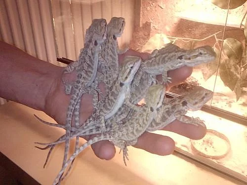 prodam mladata agamy vousate