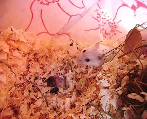 Daruji džungarské křečky, miminka, nádherní!