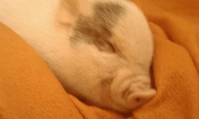 Miniprasátko Gábinka