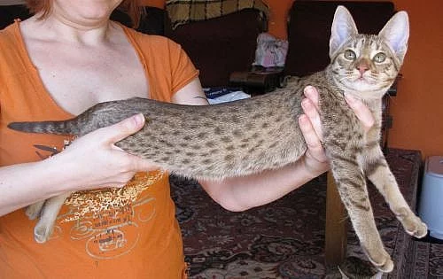 Ocicat koťata s PP