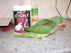 Prodám ochočené alexandry velké