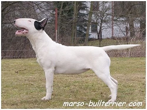 Bulterier – Bullterier