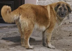 Kavkazský pastevecký pes