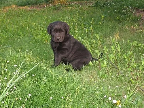 Štěňata labradora