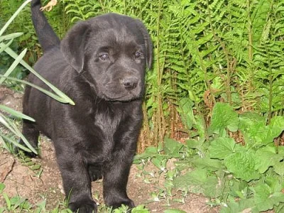Štěňata labradora
