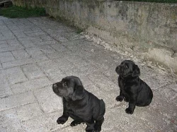 Štěňata labradora