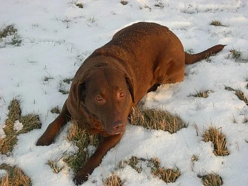 Zadám štěňata Chesapeake Bay Retriever s PP