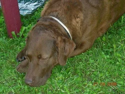 Zadám štěňata Chesapeake Bay Retriever s PP