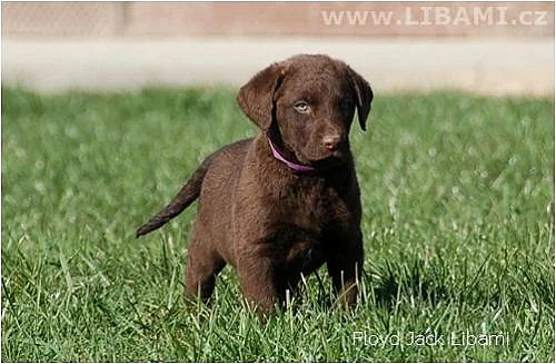 Chesapeake bay retriever