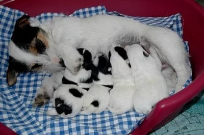 Jack Russell terrier