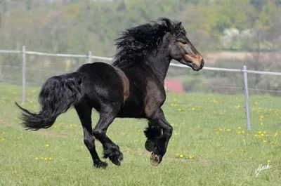 FELLSKÝ PONY