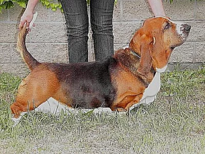 Basset Hound