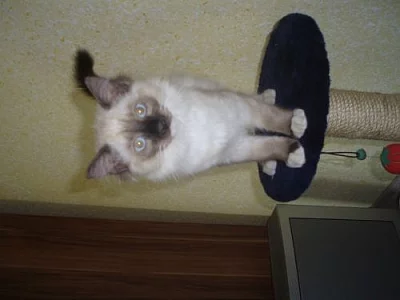 Ragdoll