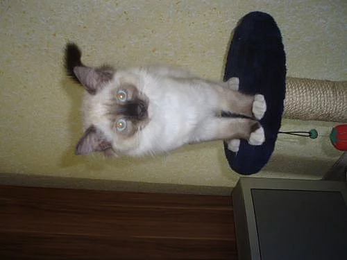 Ragdoll