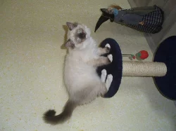 Ragdoll