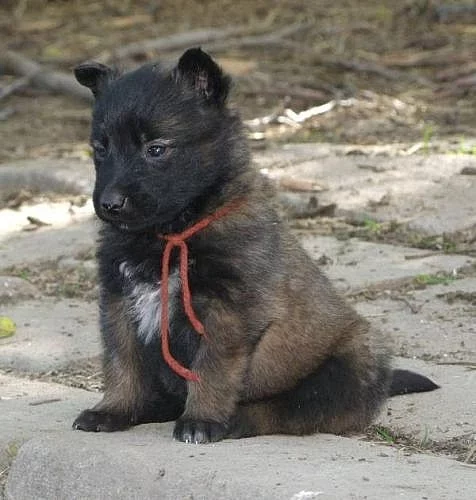 Belgický ovčák malinois a tervueren s PP