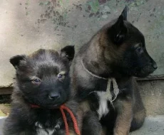 Belgický ovčák malinois a tervueren s PP