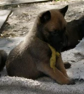 Belgický ovčák malinois a tervueren s PP