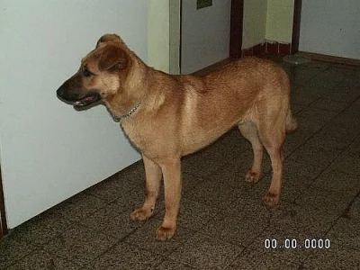 daruji krizence NO a retrivra