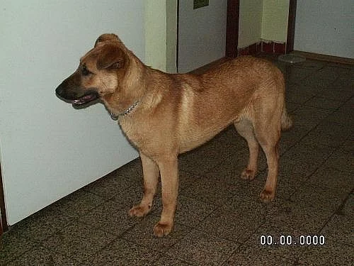 daruji krizence NO a retrivra