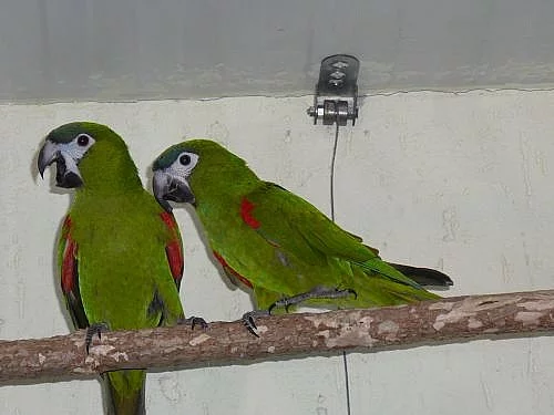 prodám páru nobilis,vyměním