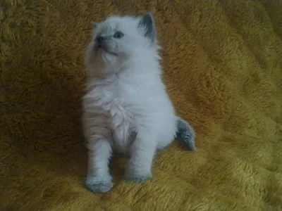 R A G D O L L     S   PP - rozumná cena