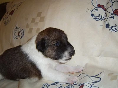 Foxteriér hladkosrstý