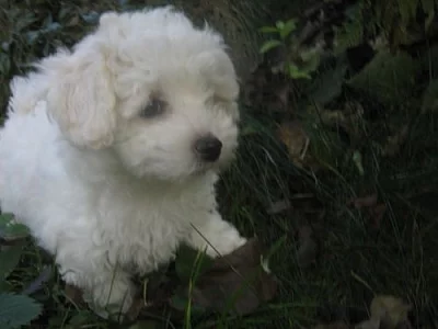 Štěňata bílého Boloňského psíka s PP