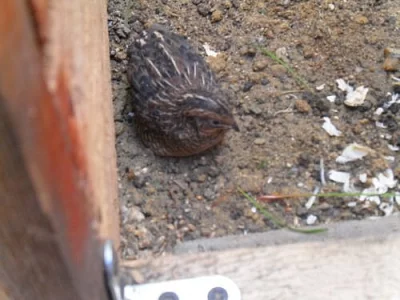 PRODAM KŘEPELKA ČÍNSKÁ Text: 5,5 ihned chovu schop