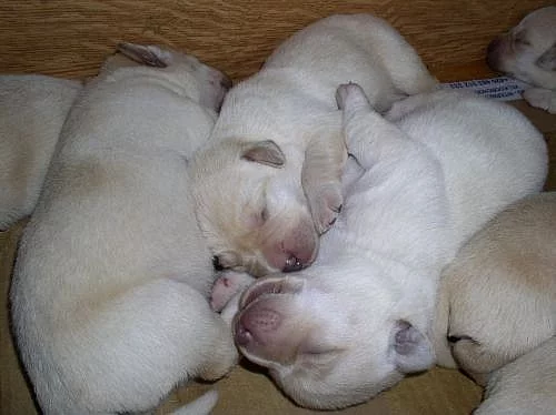 Labradorský retrívr