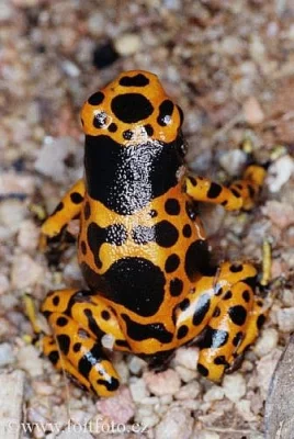 pralesnička harlekýn (Dendrobates leucomelas