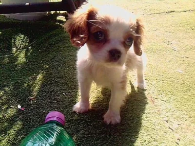 Kavalír king charles španěl