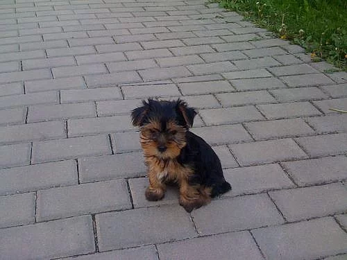 Krásná štěňáka yorkšírského teriéra