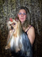 Krásná štěňáka yorkšírského teriéra