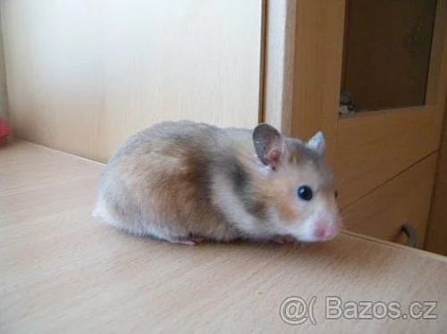 Křeček syrský s PP - poslední volná samička !!!