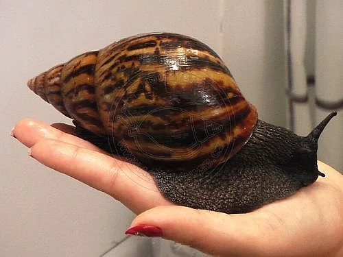 Mláďata šneků Achatina achatina Ghana