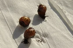 Mláďata šneků Achatina achatina Ghana