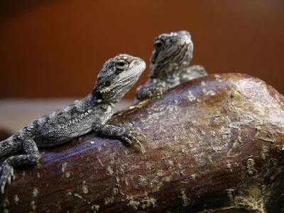 Agama vousatá
