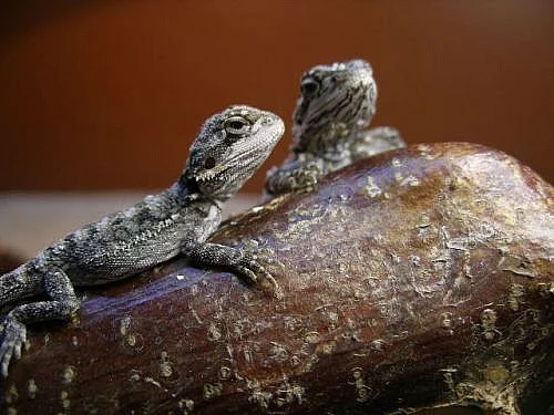Agama vousatá