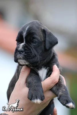 Německý boxer - štěňátka s PP