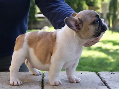 Francouzský buldoček 