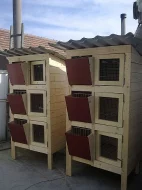 PRODÁM KRÁLÍKÁRNU.