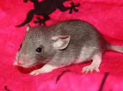 CHS Noche de Luna zadá potkaní miminka