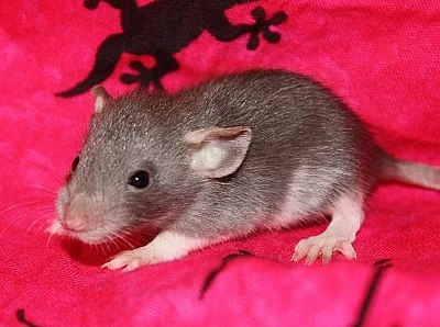 CHS Noche de Luna zadá potkaní miminka