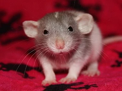CHS Noche de Luna zadá potkaní miminka