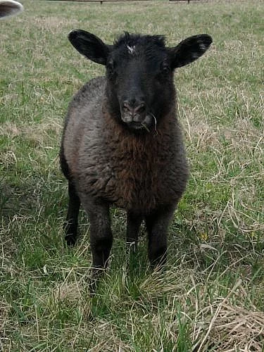 Jehňátka